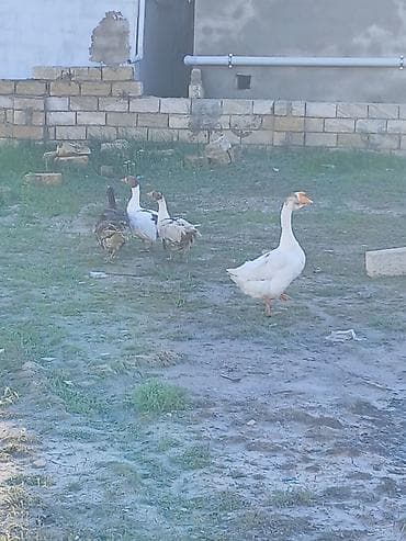 broyler cuce satisi: Salam oz qapimin 1 illik saglam 4 diwi 1 erkek diwiler yerridiler ekek — 4