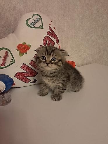 itler pikines type 1: Britan — 8