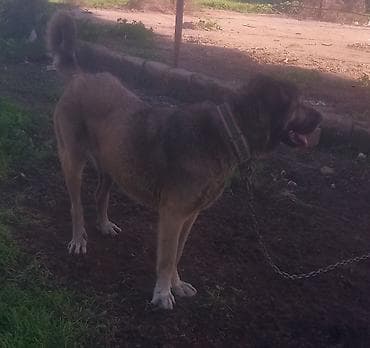 приют для животных в баку адрес: Qurdbasar diwi kurseye az qalib cavandi. unvan baki — 3