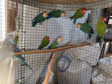 попугай ара цена: Fişer nerazlucnik ayrılmazlar maskvıy papuqayları bala verən cütlər — 3