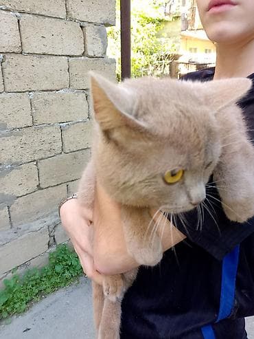 heyvanlara verilən xüsusi adlar: Ev pişiyi – krem rəngli, qısa tüklü - Rəng: açıq krem/qəhvəyi ton - — 3