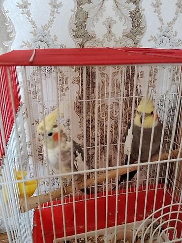 babil quşu: Saglam Cut Karella.1 Defe bala veribler kletkasiz satilir.Qiymet — 2