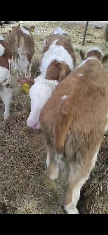 mal yatagi: 6 dene semetalı.bizo satlır 3 erkeki 3 dişi.2 aylıq bizolardı.emi ot — 5