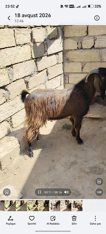 Keçilər, çəpişlər: Erkey teke heleb 350 azn super qızgındı 1 yaşı teze olub — 3