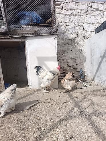 Toyuq, Brama, Damazlıq