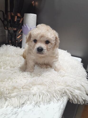 pudel balası: Pudel, 2 ay, Dişi, Peyvəndli, Ünvandan götürmə — 3