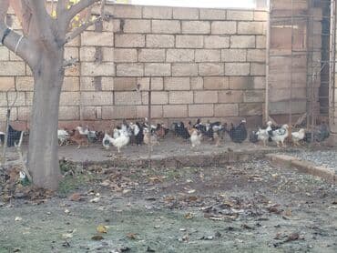 toyuq su qabı: Temiz kend colpalari 2 ayliq tam saglam topdan satis — 1