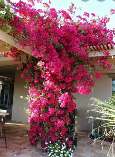 dibcək gulu: Buginvel sarmasiq gul ölçüler muxtelifdir catdirilma mümkündür elaqe — 1