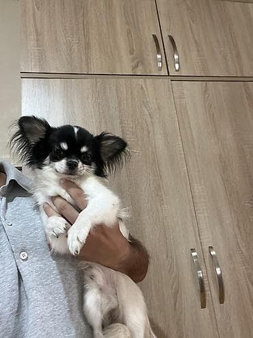 Heyvanlar: Çixuahua, 9 ay, Erkek, Peyvəndli, Ödənişli çatdırılma — 3