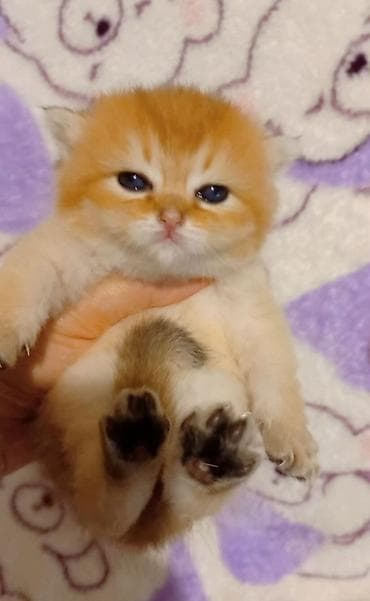 Кошки: Британская, Самец, В добрые руки, Самовывоз — 1