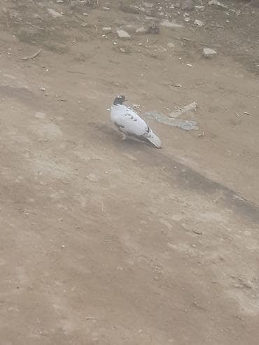 jako tutuqusu satilir: Gördüyünüz qarabaş maya satilir 3 saat ucur alan adam olsa endirim — 3