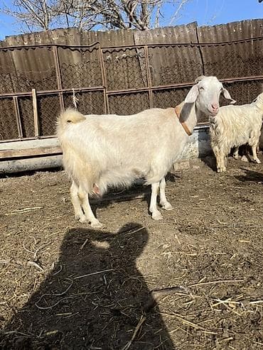 Südlük keçi balası ilə birlikdə - Cins: ağ rəngli süd tipi keçi - lalafo.az -da Südlük keçi balası ilə birlikdə - Cins: ağ rəngli süd tipi keçi -