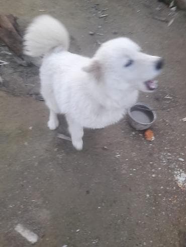 Ağ rəngli, tüklü Samoyed iti Adı Baron, Erkek Samoyed. Cox Aglllı