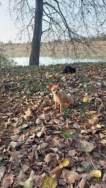 kreditle heyvan satisi: Çixuahua — 3