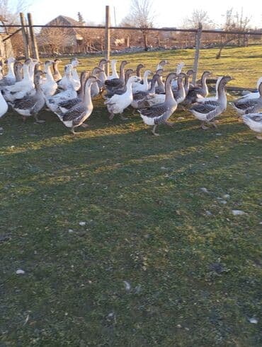 sudluk inekler satisi: Qaz sürüsü – iri cüssəli, boz-ağ rəngli yerli xaçlamalar. Açıq ərazidə — 2