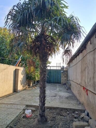 çinar ağacı: Bağ üçün canlı palma ağacı - Növ: Fan palmaya bənzər, tək gövdəli — 1