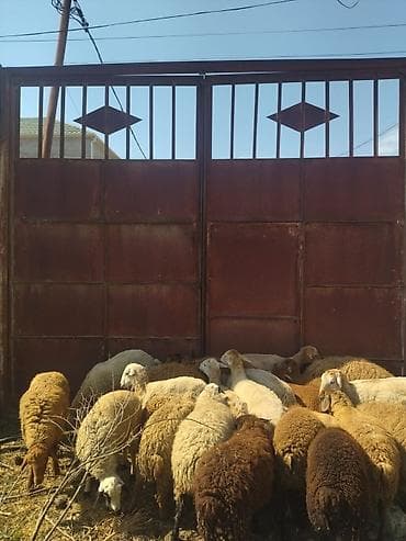 Quzu: Quzular satılır aralarında analı balalı, qoç,erkek və dişi quzular həm — 3