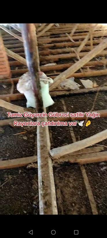 otaq bitkiləri: Məhsul: Təmiz göyərçin gübrəsi Təsvir: - Təbii, qidalı orqanik gübrə — 2