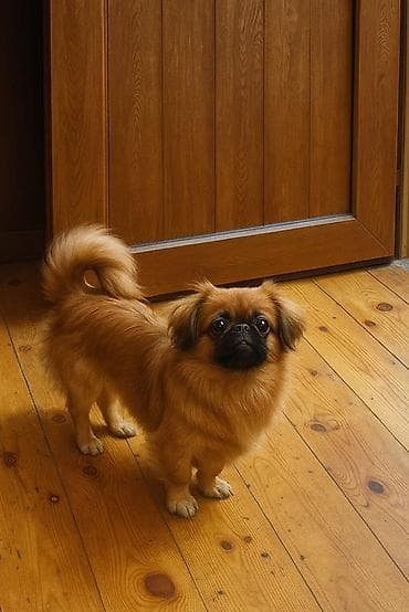 Pekines