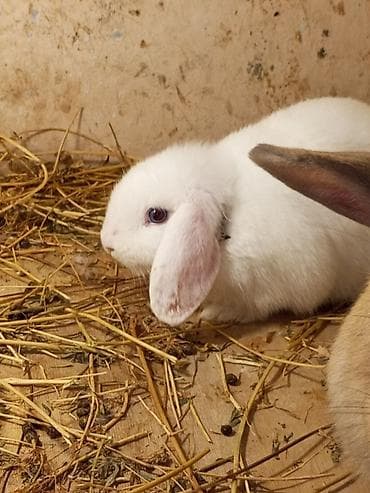 dovsanlar: Bu ev dovşanları müxtəlif rənglərdə və növələrdə təklif olunur. Ağ — 3