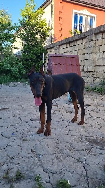 pudel it cinsi: Doberman, 8 ay, Erkek, Peyvəndli — 2