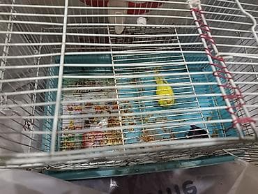 hamster satis: Salam papuqay satılır qəfəs qarışıq satılır 10azn kim istəsə əlaqə — 2