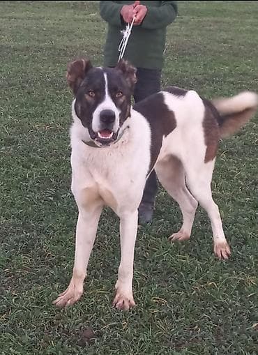 çao çao iti: Alabay, Erkek — 2