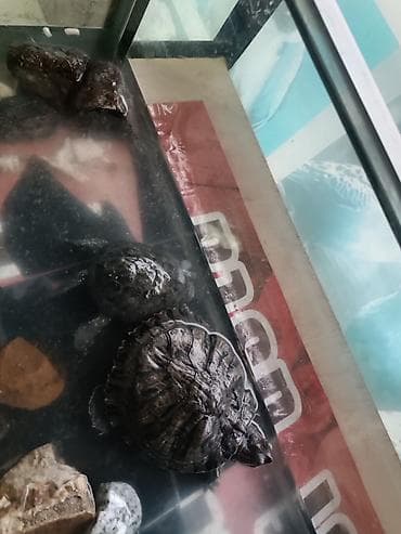 Cütü 30 təki 20 manat