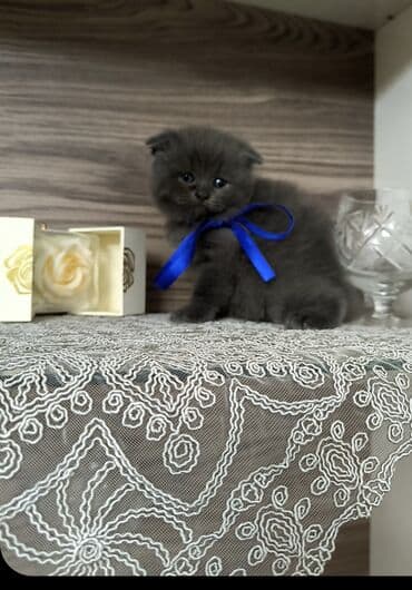 Şotland yastı qulaq