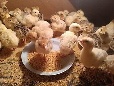 Hinduşka cücələri – müxtəlif rənglərdə, sağlam və aktiv bala quşlar -