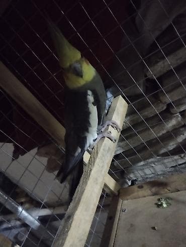 ababil quşu: Salam El quwuda var icinde 2 dene ikside erkekdi onlarin qiymeti — 4