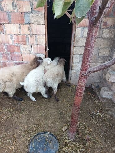 İtlər: Qoyun-quzu sürüsü - Şəkillərdə görünən kiçik sürü: müxtəlif rənglərdə — 2