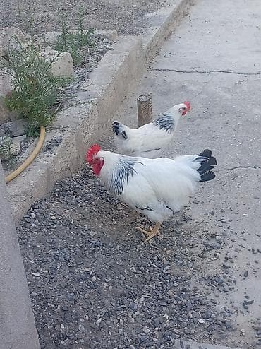 Toyuq, Damazlıq lalafo.az -da Toyuq, Damazlıq
