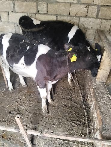 itler pikines type 1: Iki edəd dişi dana biri 7 ayliqdi bir 6ayliqi qiymət ikisinə aidi — 7