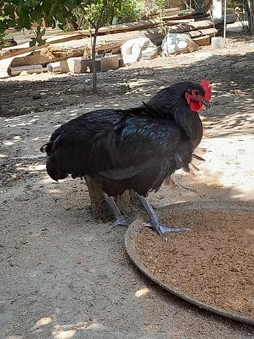 Toyuqlar: Təmiz avsrolop xoruzlardi 6ayliqdi 3 kiloya yaxin çəkiləri var — 8