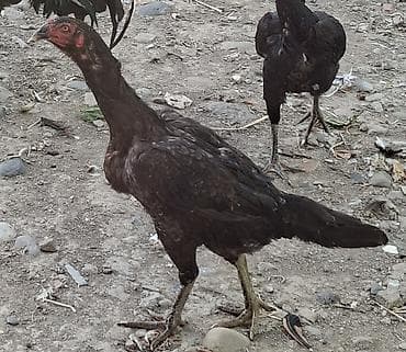 gozel pisik sekilleri: Heyratı toyuq satılır hər iksidə yumurtayır 1-ədədi 65-manat çatırılma — 3