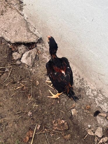Другие животные: Курица, Для разведения — 7