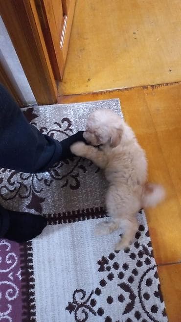 xaski itleri: Pudel, Dişi — 3