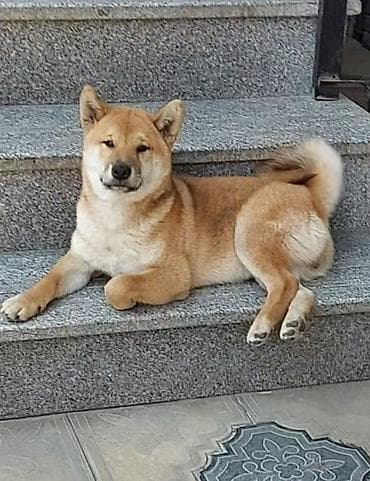 gencede heyvanlar: 2 ay, Peyvəndli — 3