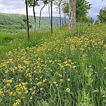 15 sot, Tikinti, Mülkiyyətçi, Kupça (Çıxarış)