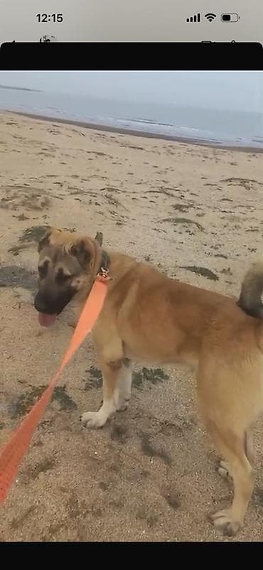 Digər heyvanlar: Kanqal — 1