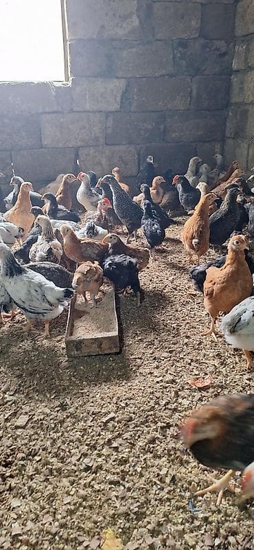 toyug cuce: Toyuq cücələri, Damazlıq — 10