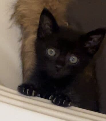 pulsuz verilir: Şotland, Erkək, Yaxşı əllərə, Pulsuz çatdırılma — 1