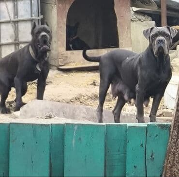 кавказская овчарка купить: Кане-корсо, 1 месяц, Самка, Бесплатная доставка — 1