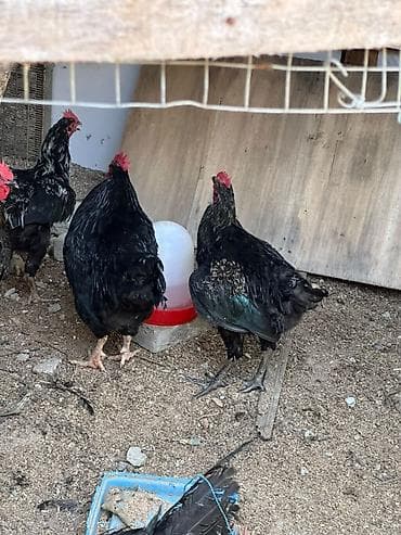 5 aylıq xoruzlardi 1.300/. 1.800 kq araliqndadi — 2