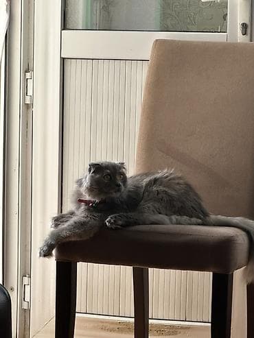 pişik cüt: Şotland yastı qulaq, Dişi, Cütləşmə üçün, Ünvandan götürmə, Ödənişli çatdırılma — 4