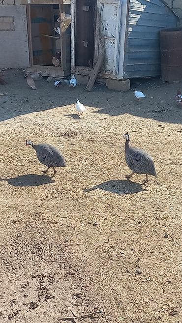 Hind bildirçini (qvineya quşu) cütü - Növ: Qvineya quşu (helmeted