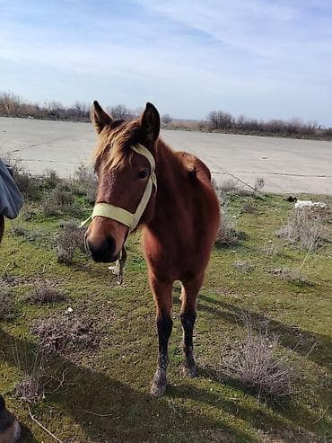 Heyvanlar üçün mallar: Xayş edrəm riyal alci narahat etsin — 2