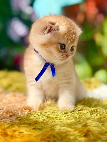 lalafo pisikler: Britan — 5