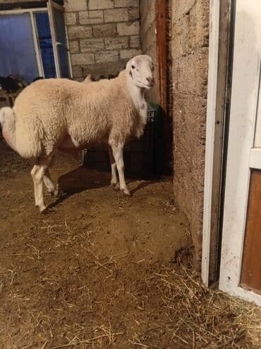 cins ineklerin qiymeti: Erkək, il: 1, Südlük, Ətlik, Ödənişli çatdırılma — 2